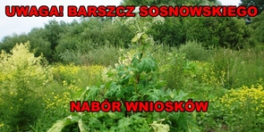Barszcz Sosnowskiego - nabór wniosków w roku 2019