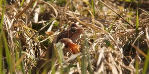 Wyniki konkursu fotograficznego "WIOSENNY WIDZĘ ŚWIAT"