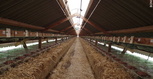 Bono Fur Farm Wołkowo