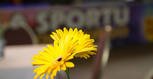 gala_sportu_2017_0002